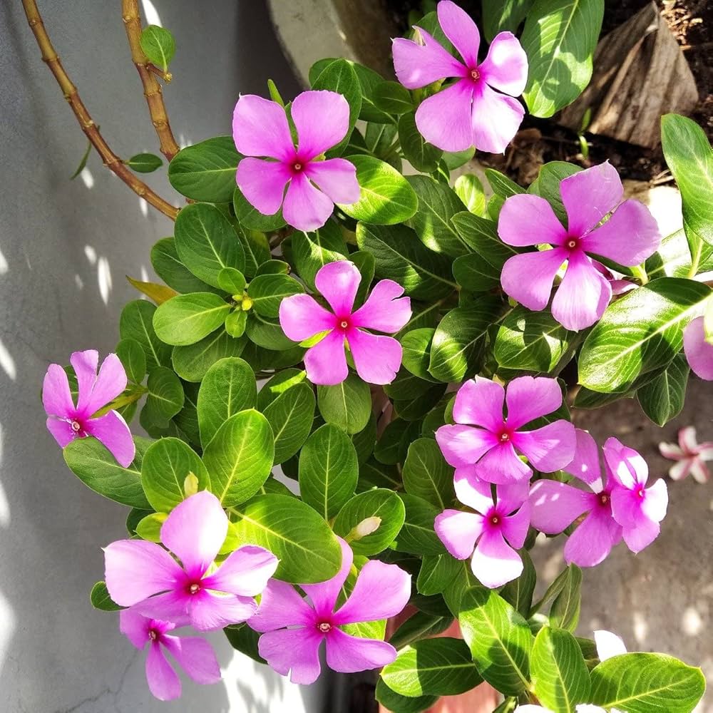 Thick Pink Periwinkle Flower seeds for Planting - Fragrant Blossoms, Heirloom & GMO Free Seeds for Home Garden