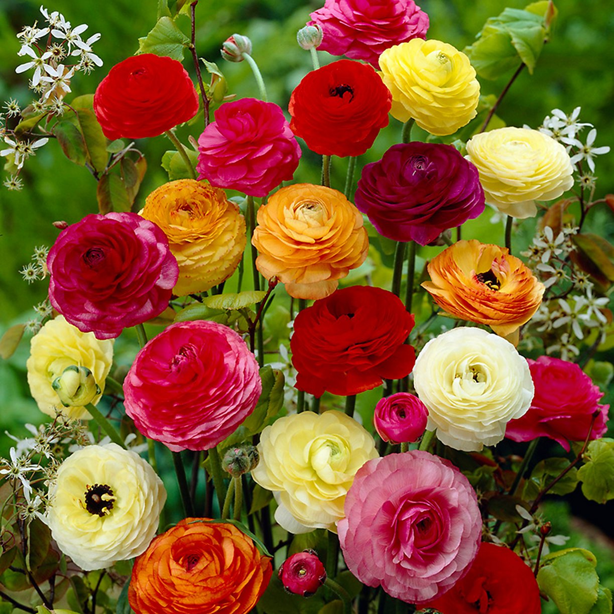 Ranunculus Ranunculus asiaticus Seeds for Planting in Flower Bed and Container Garden