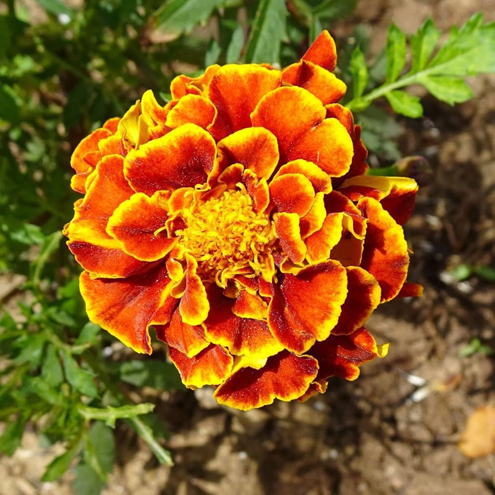 Marigold Red Marietta Flower Planting Seeds - Vibrant Garden Blooms for Colorful Landscapes