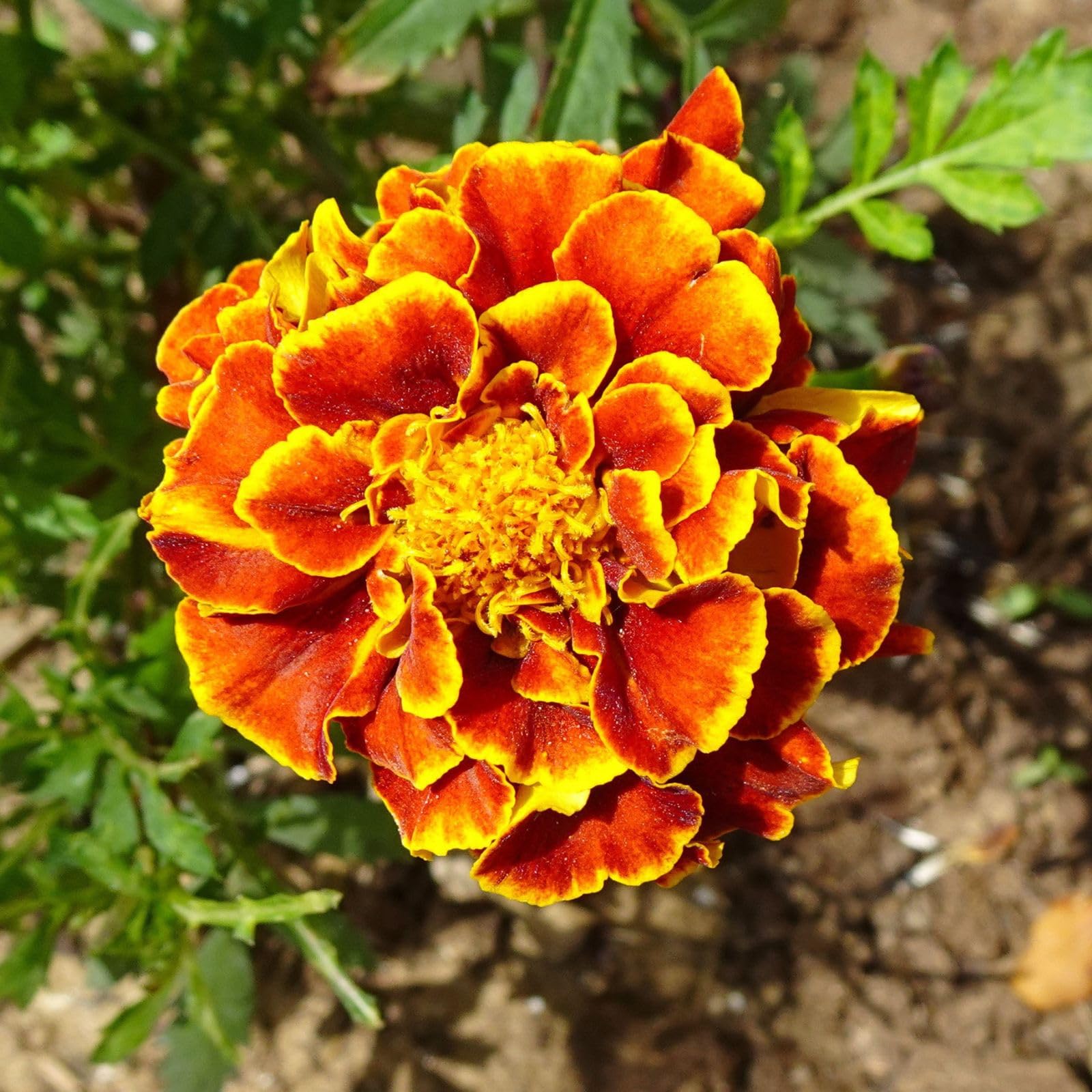 Marigold French Disco Mix Detailed Seeds for Planting flower bed