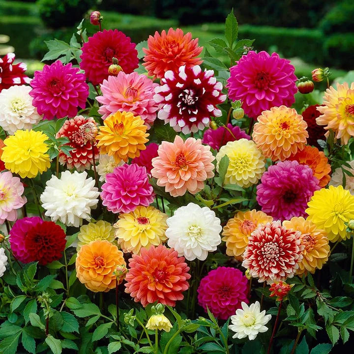 Dahlia Opera Mix Flower seeds for Planting Pollinator Friendly Heirloom & GMO Free Seeds for Home Garden