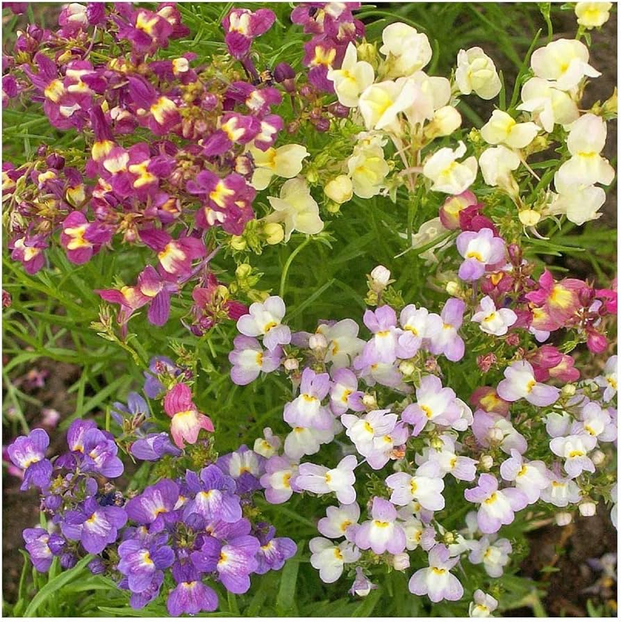 Lindaria Licilia Flower Mix Seeds – Self-Seeding Annual Garden Blooms