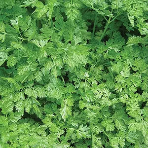 Curled Chervil Seeds for Aromatic Herb Gardening