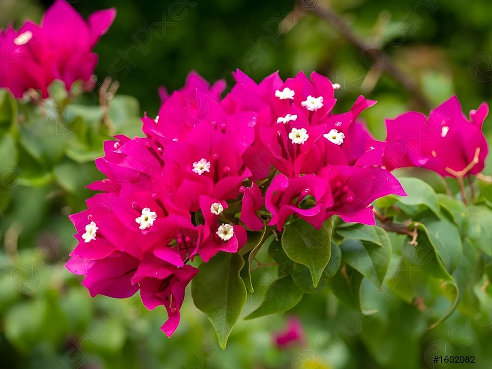 Bougainvillea Bougainvillea spp. Flower Seeds for Planting in Flower Bed