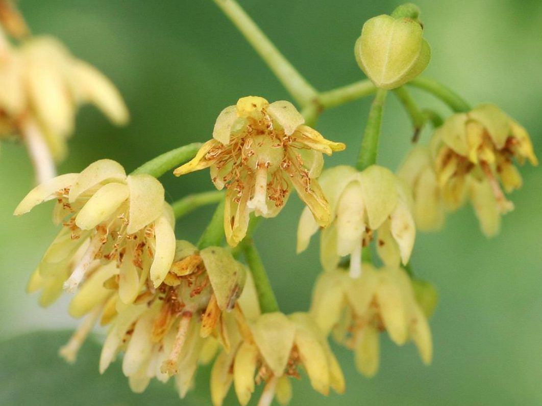 Plant American Basswood Seeds  Ideal for Gardening - Evergrowseeds