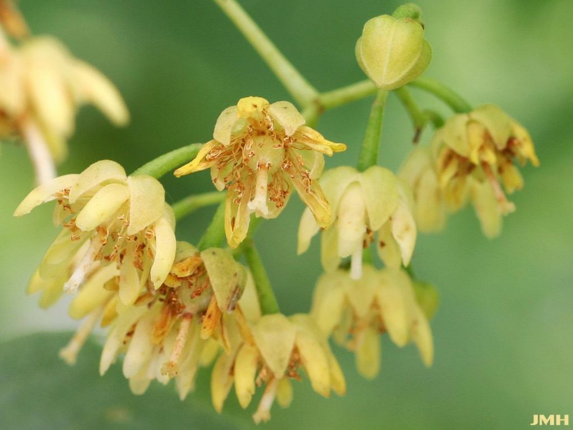 Plant American Basswood Seeds  Ideal for Gardening