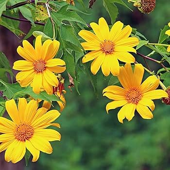 Yellow Rotundifolia Flower Seeds for Planting  Ideal for Brightening Gardens with Vibrant Blooms