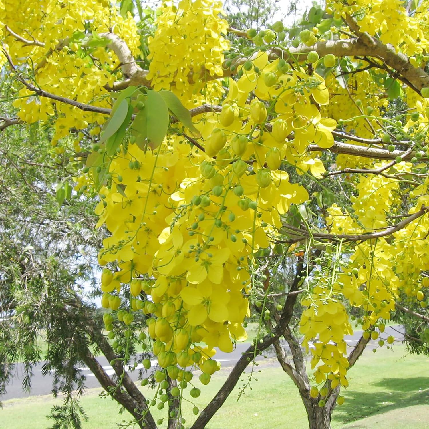 Golden Shower Tree Seeds Cassia Fistula Fast-Growing Fragrant Showy Evergreen Attracts Butterflies