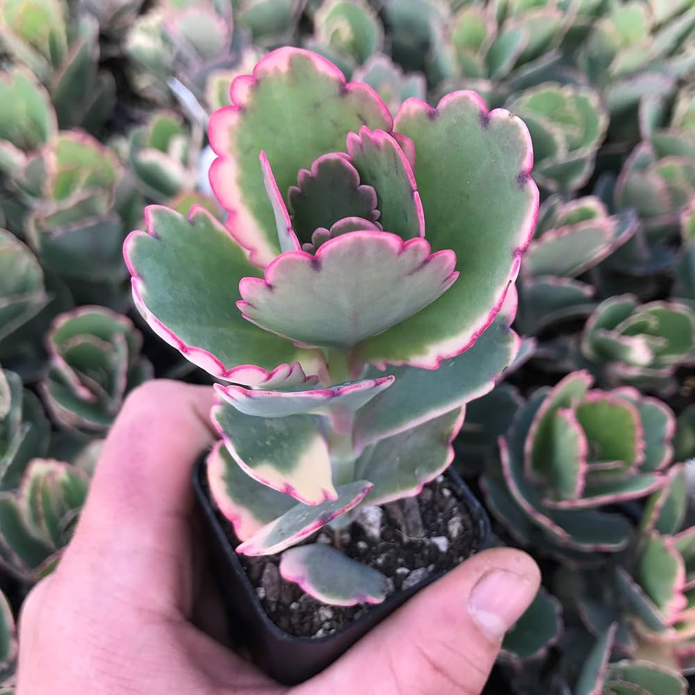 Kalanchoe Kalanchoe spp. Seeds for Planting - Perfect for Home Garden & Flower Bed