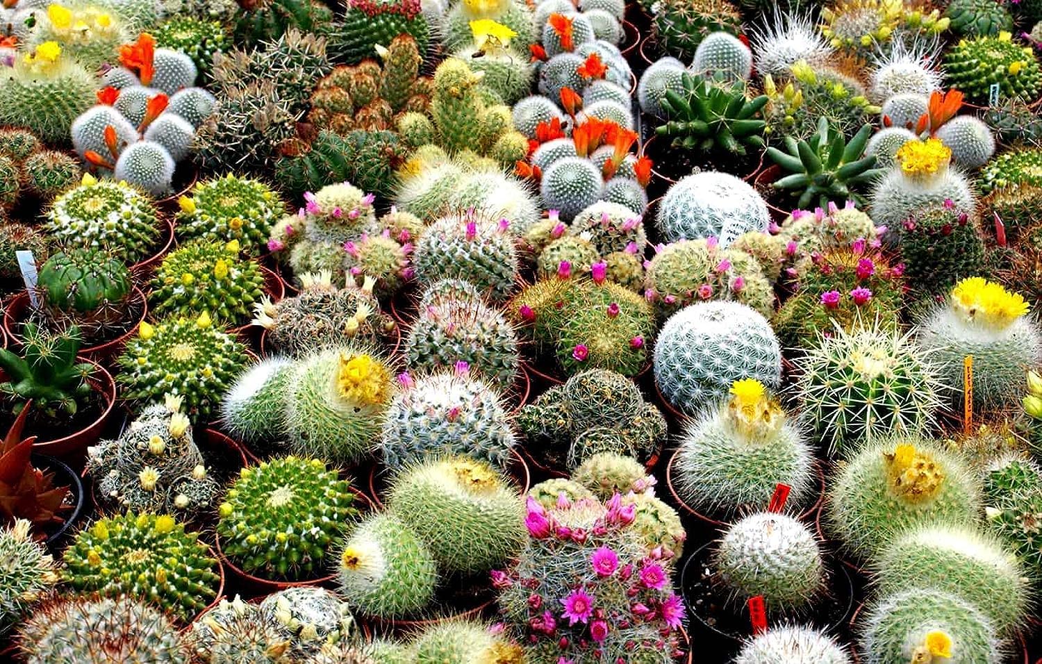 Flowering Cactus Seeds for Planting Cactaceae Mixed flower bed rock garden