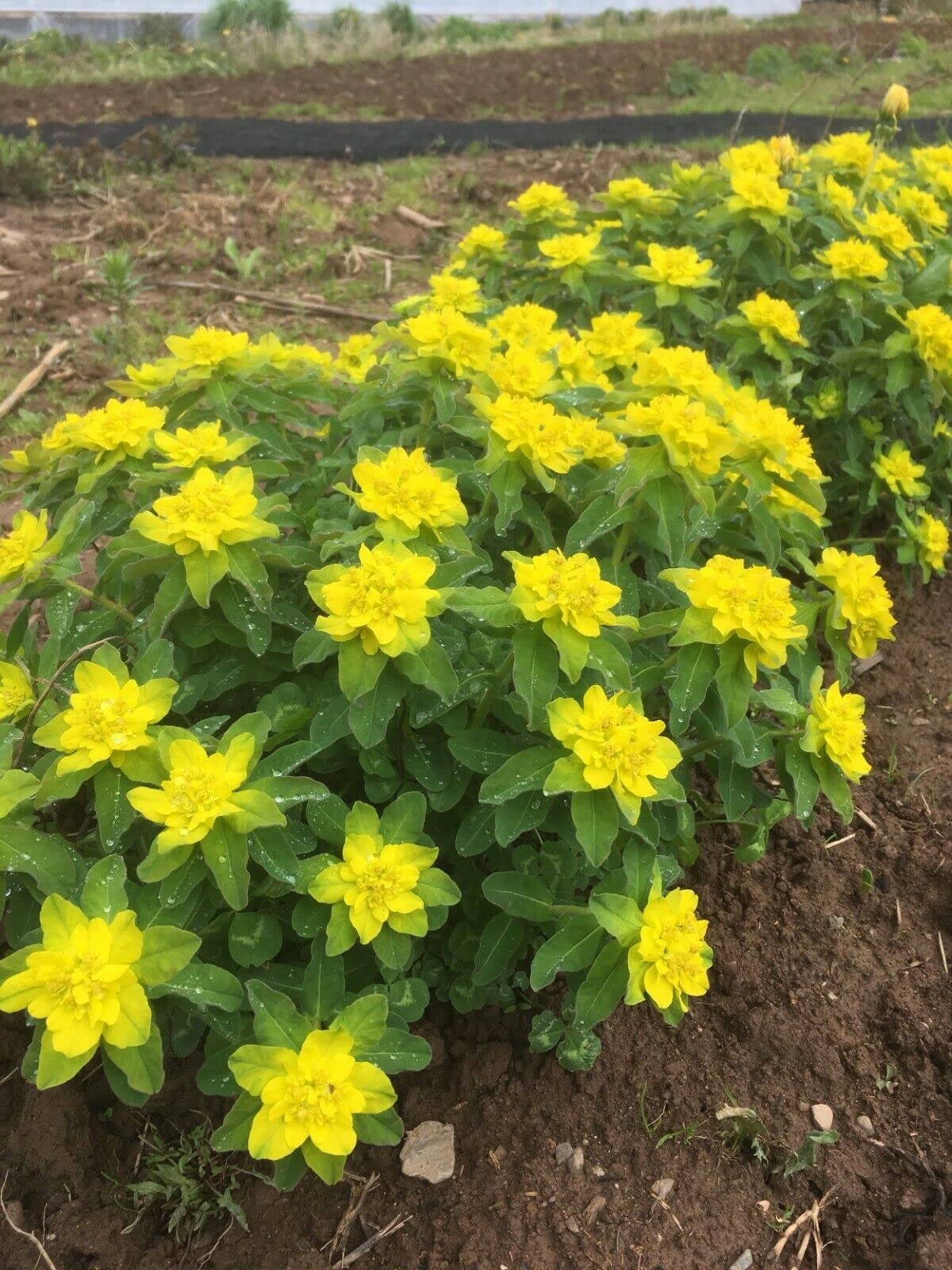 Euphorbia Polychroma Euphorbia polychroma Flower Seeds for Planting in Flower Bed