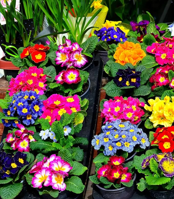Primrose Flower Primula spp. Seeds for Planting in Flower Bed & Garden