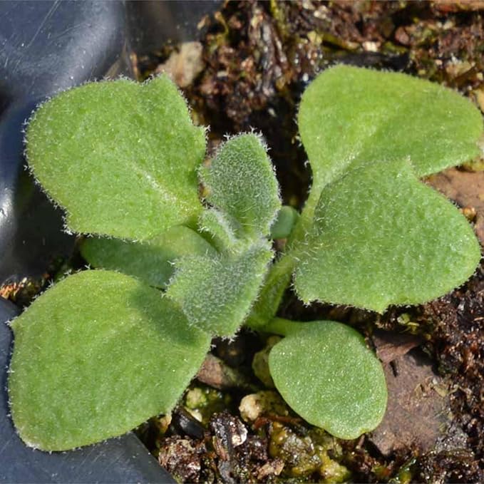 Rockcress Aubrieta deltoidea Flowers Seeds for Planting in Rock Garden