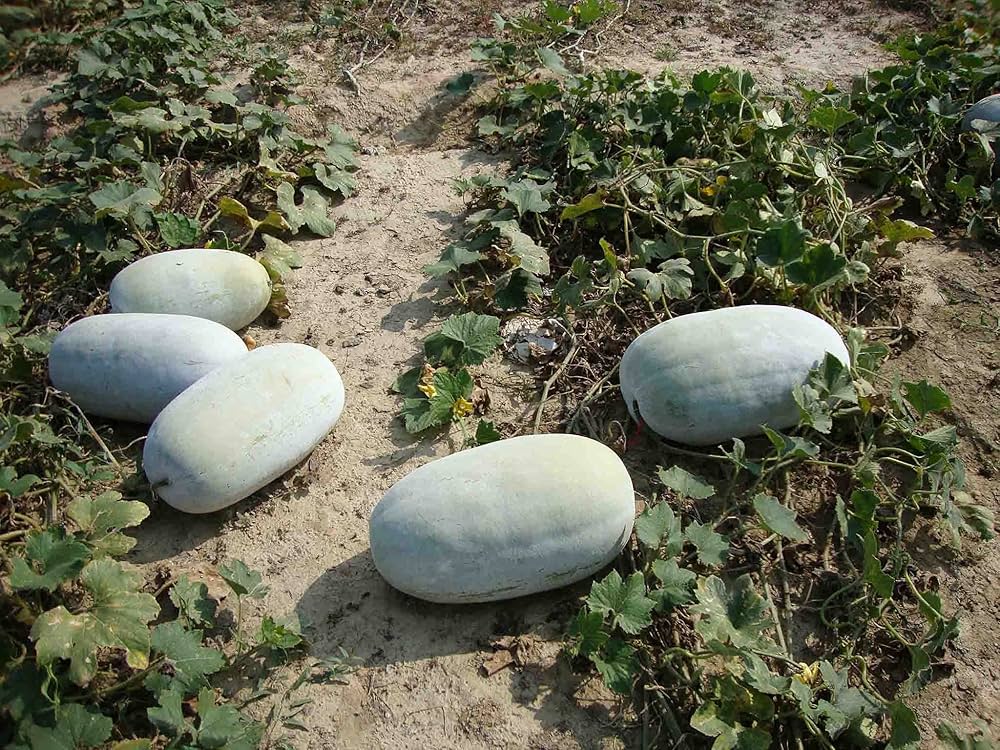 Ash Seeds for Planting home garden