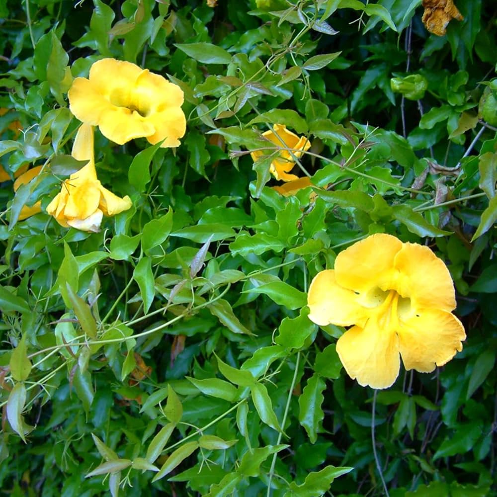 Dolichandra Unguis Flower seeds for Planting Seasonal Bloomer Heirloom & GMO Free Seeds for Home Garden