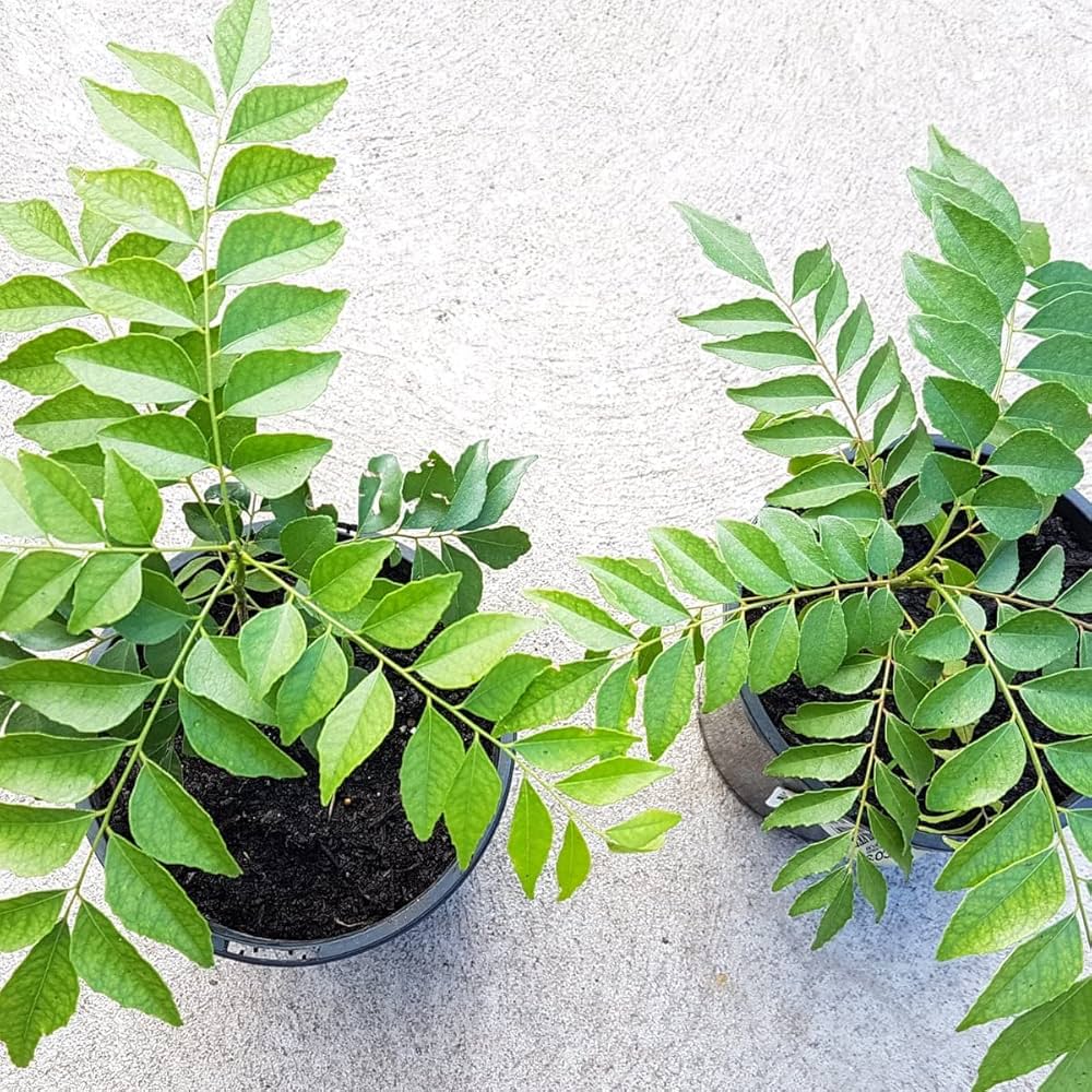 Curry Leaf Murraya Koenigii Seeds for Planting