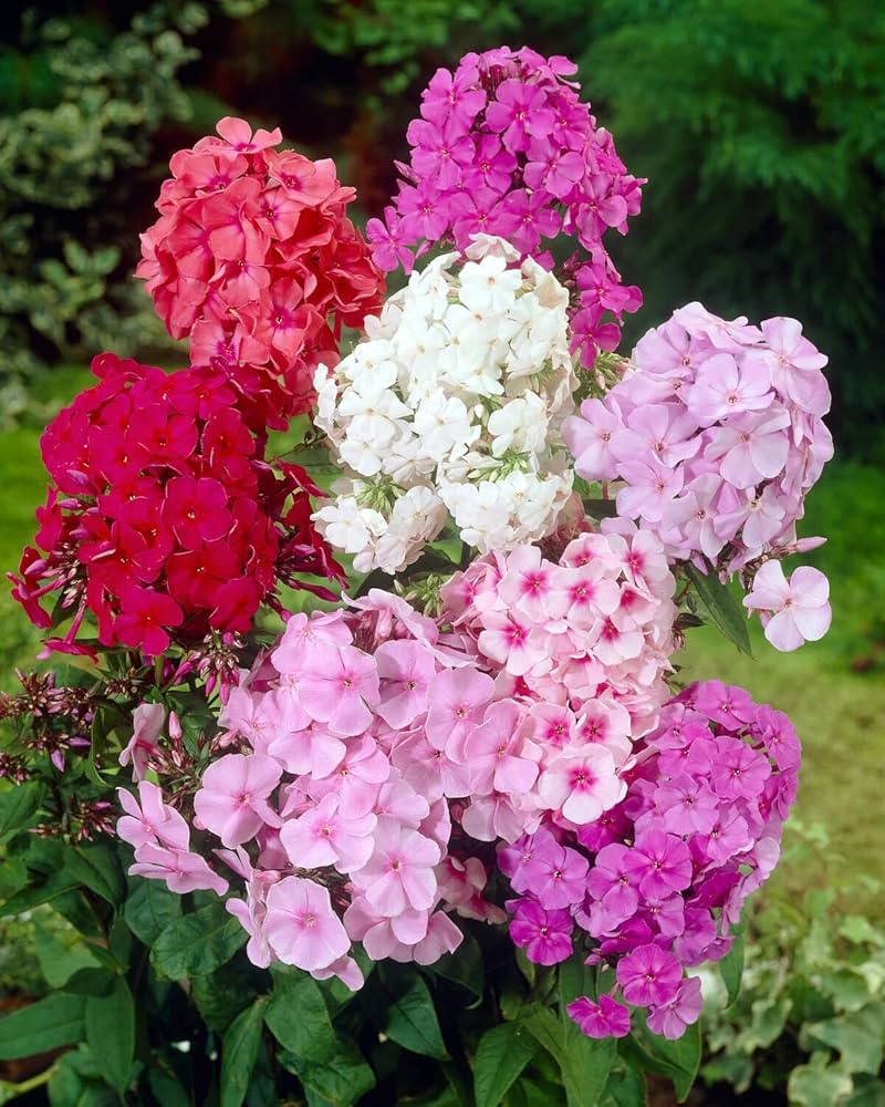 Phlox Drummondii Mixed Flower Seeds