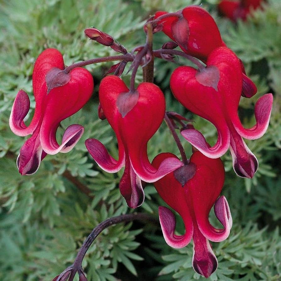 Dicentra Spectabilis Seeds for Planting Dicentra spectabilis for shaded gardens and perennial beds