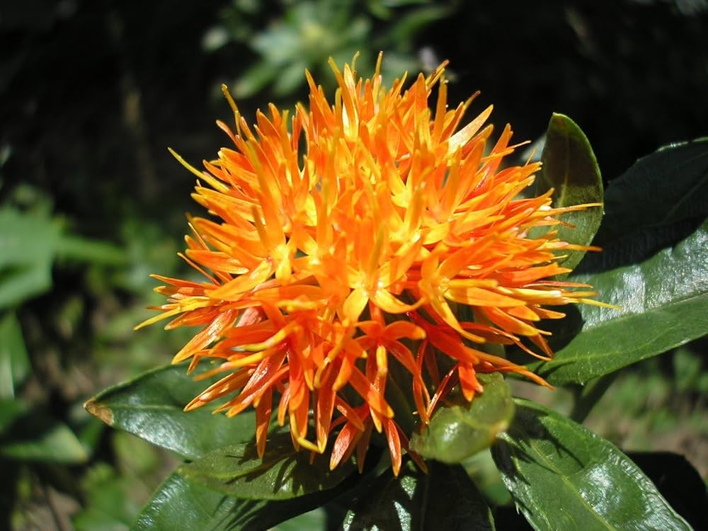 Mixed Carthamus Flower seeds for Planting - Garden Favorite, Heirloom & GMO Free Seeds for Home Garden Sale