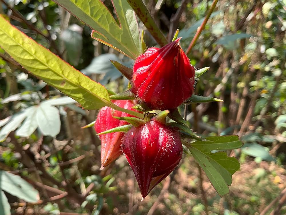 Hibiscus Sabdariffa Seeds for Planting Hibiscus sabdariffa for herbal gardens and home gardens