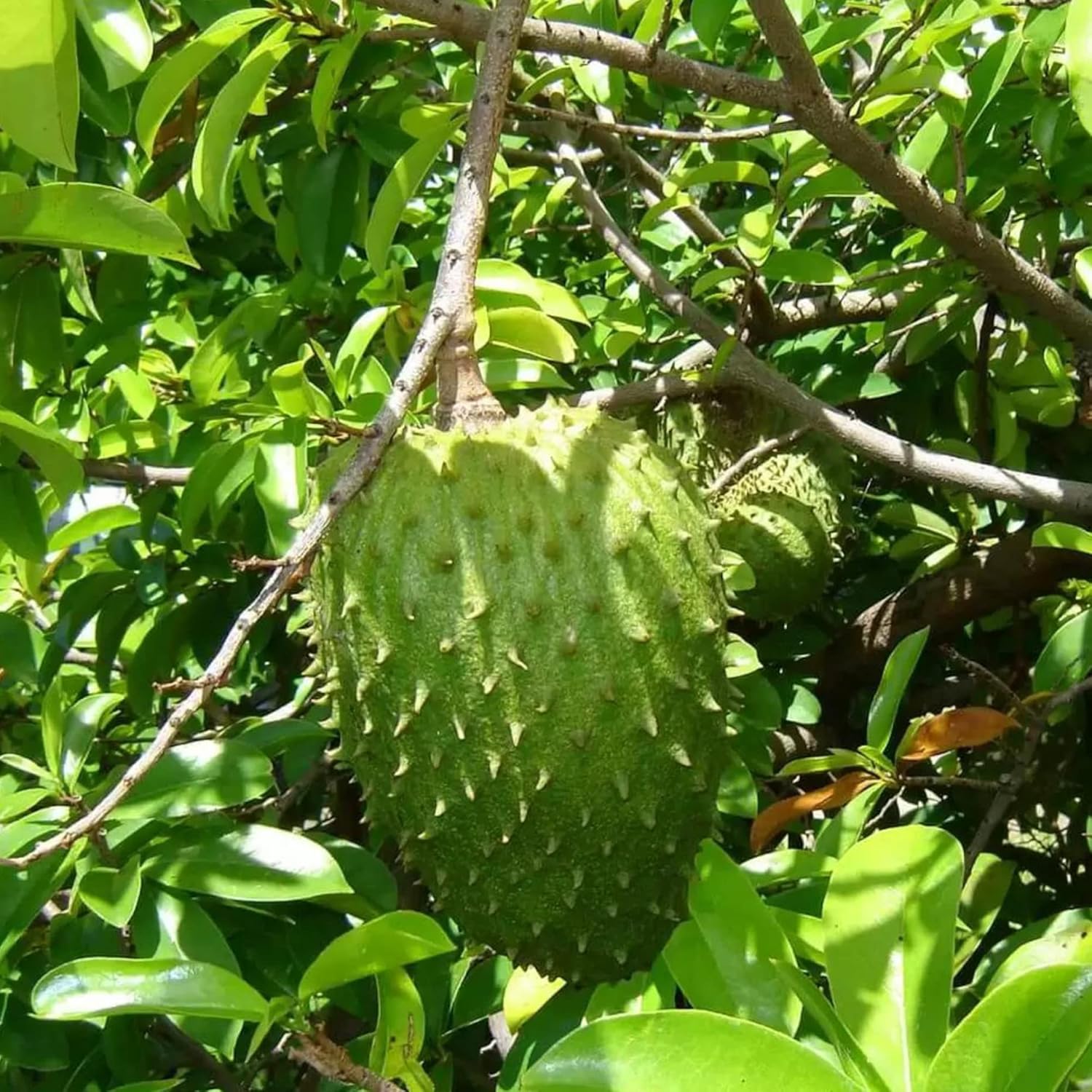 Giant Soursop Seeds Annona Muricata Tropical Fruit Sweet And Tangy Flavor Used In Culinary Health