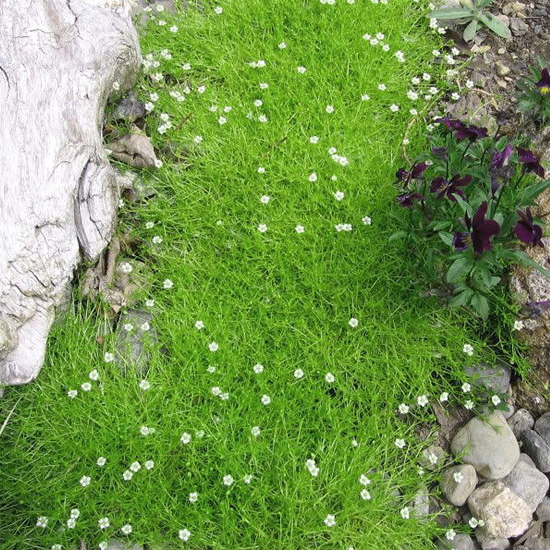 Irish Moss Grass Seeds for Planting Sagina Subulata for Lawns