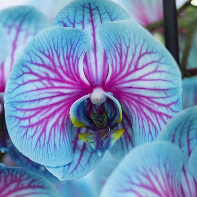 Phalaenopsis Orchid Seeds for Elegant, Vibrant Orchids