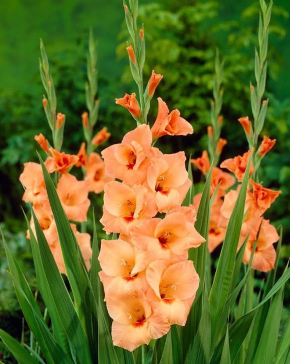 Gladiolus Yellow Orange Flower seeds for Planting - Cut Flower Favorite, Heirloom & GMO Free Seeds for Home Garden
