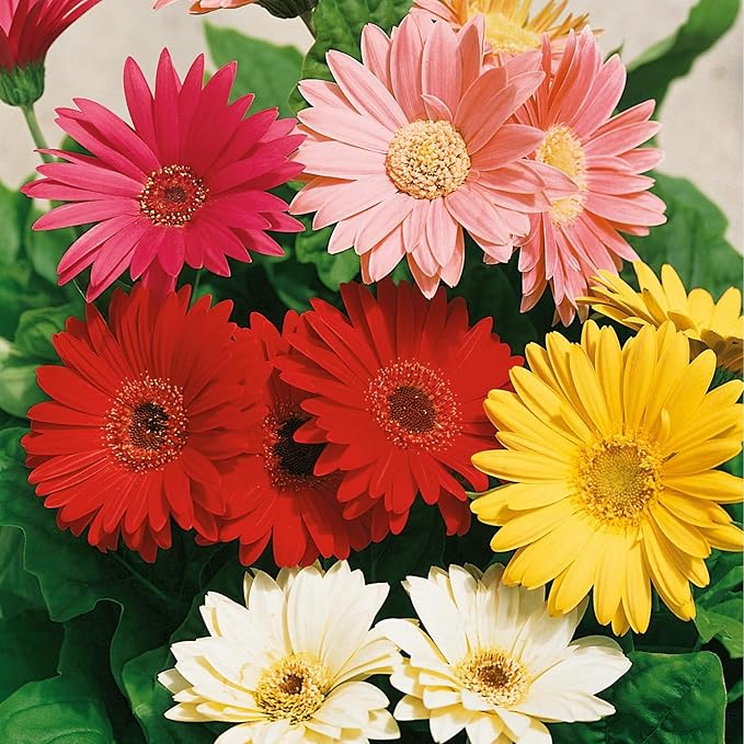 Gerbera Daisy Gerbera jamesonii Mixed Flower Seeds for Planting in Flower Bed & Garden - Evergrowseeds