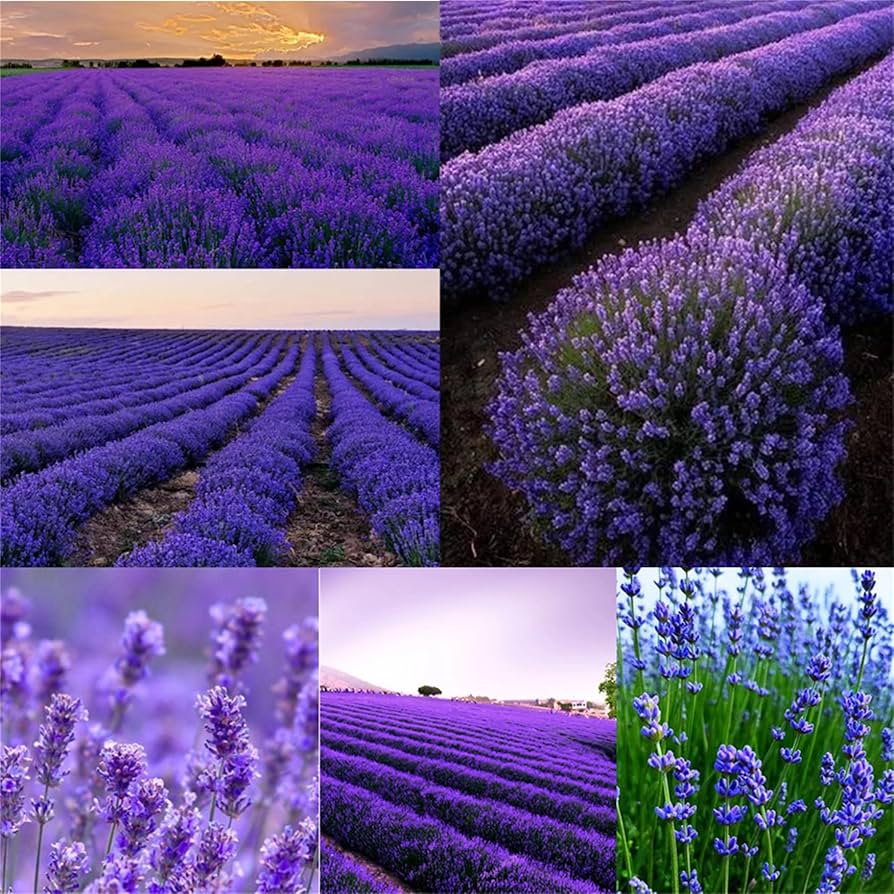 Lavendula Angustifolia Lavender Flower Seeds for Planting in Herb Garden and Flower Bed