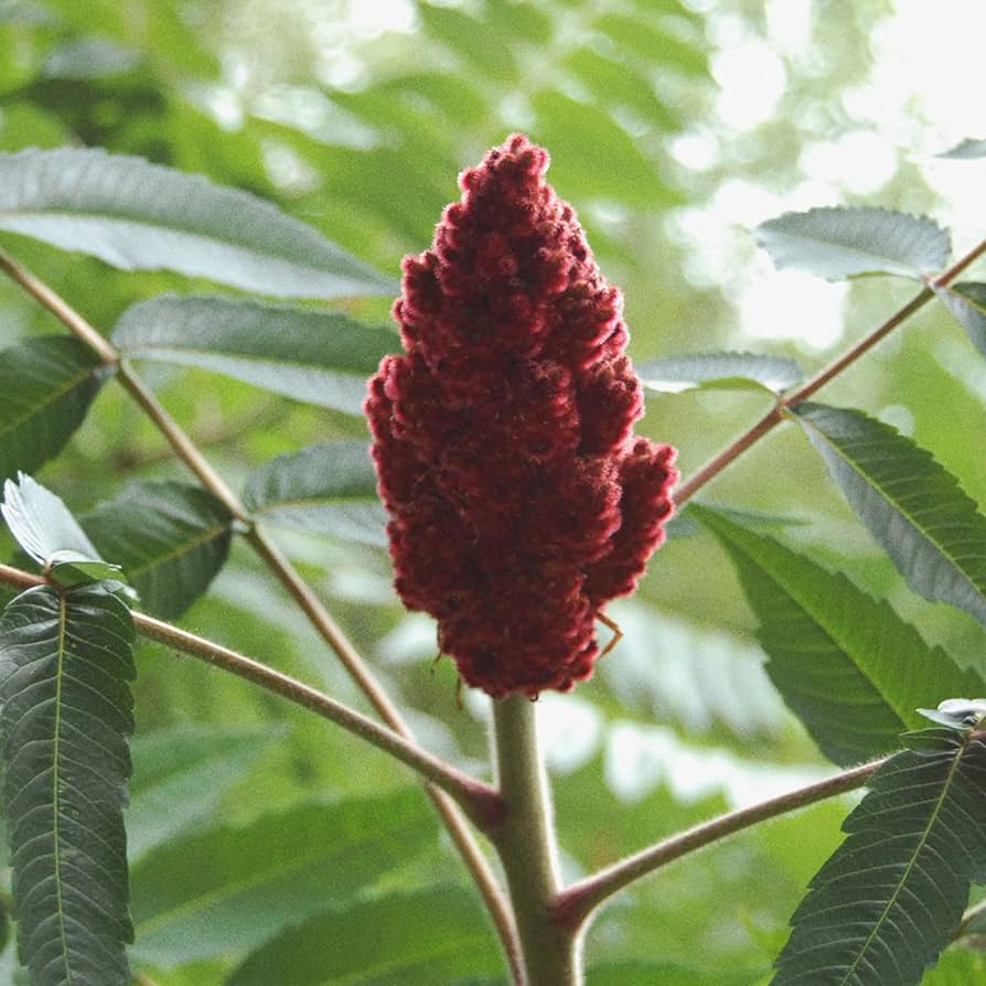 Evergrowseeds Sumac Rhus trilobata vegetable plant seeds for landscape planting, shown in the package with 20 seed units.