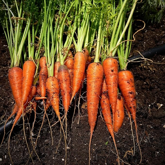 Little Finger Carrot Seeds for Tender, Petite Carrots