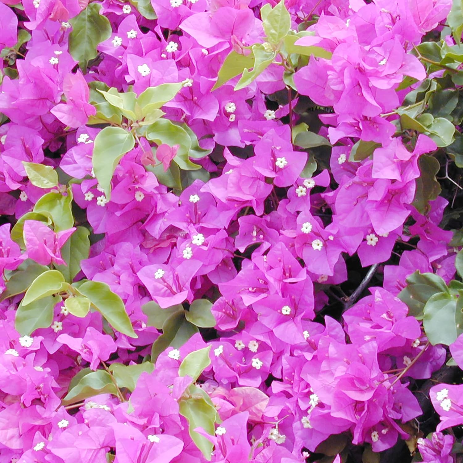 Mixed Colors Bougainvillea Seeds Perennial Ornamental Low Maintenance Fast-Growing Drought Tolerant