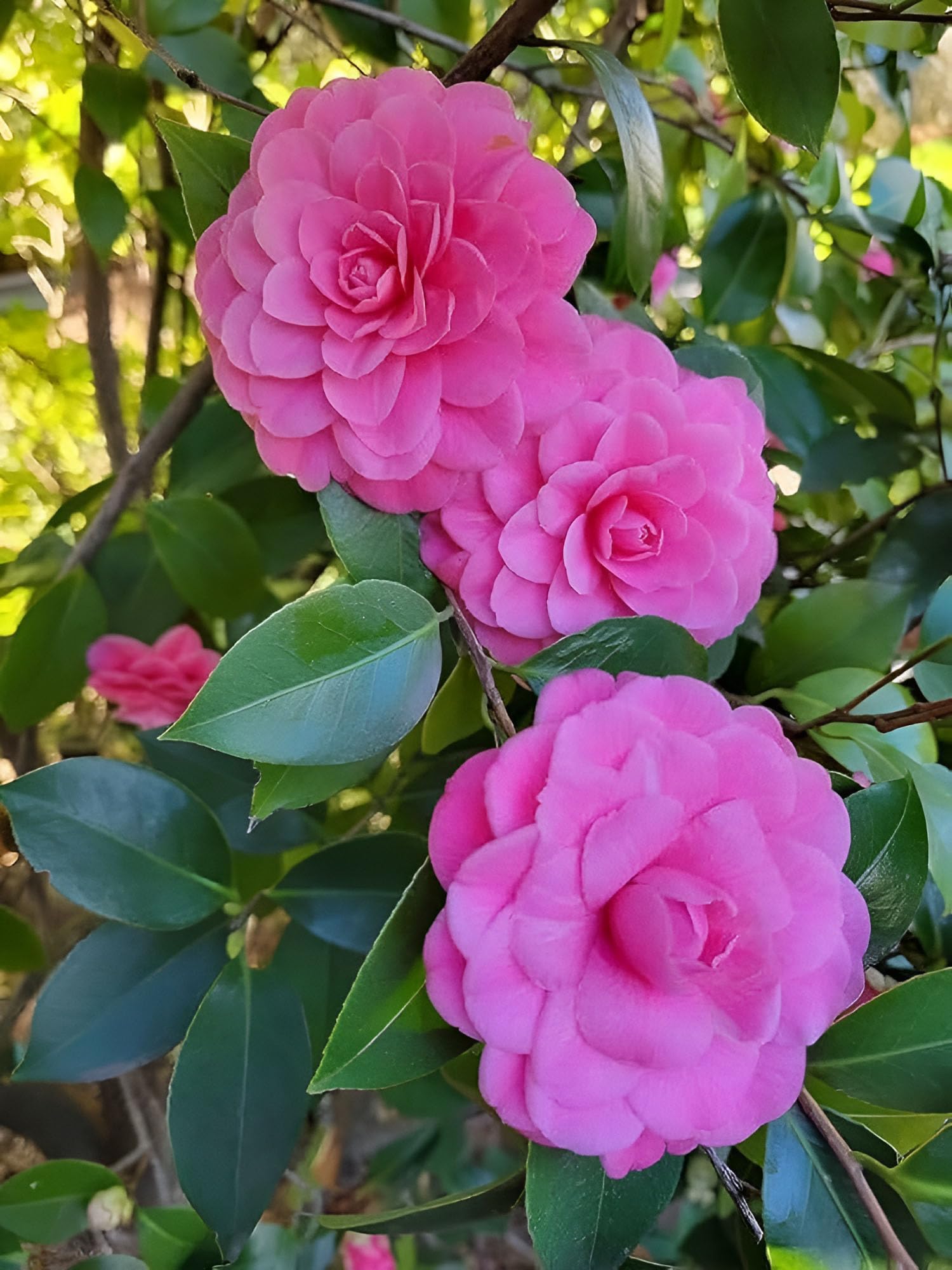 Camellia Flower seeds for Planting Long Bloom Season Heirloom & GMO Free Seeds for Home Garden