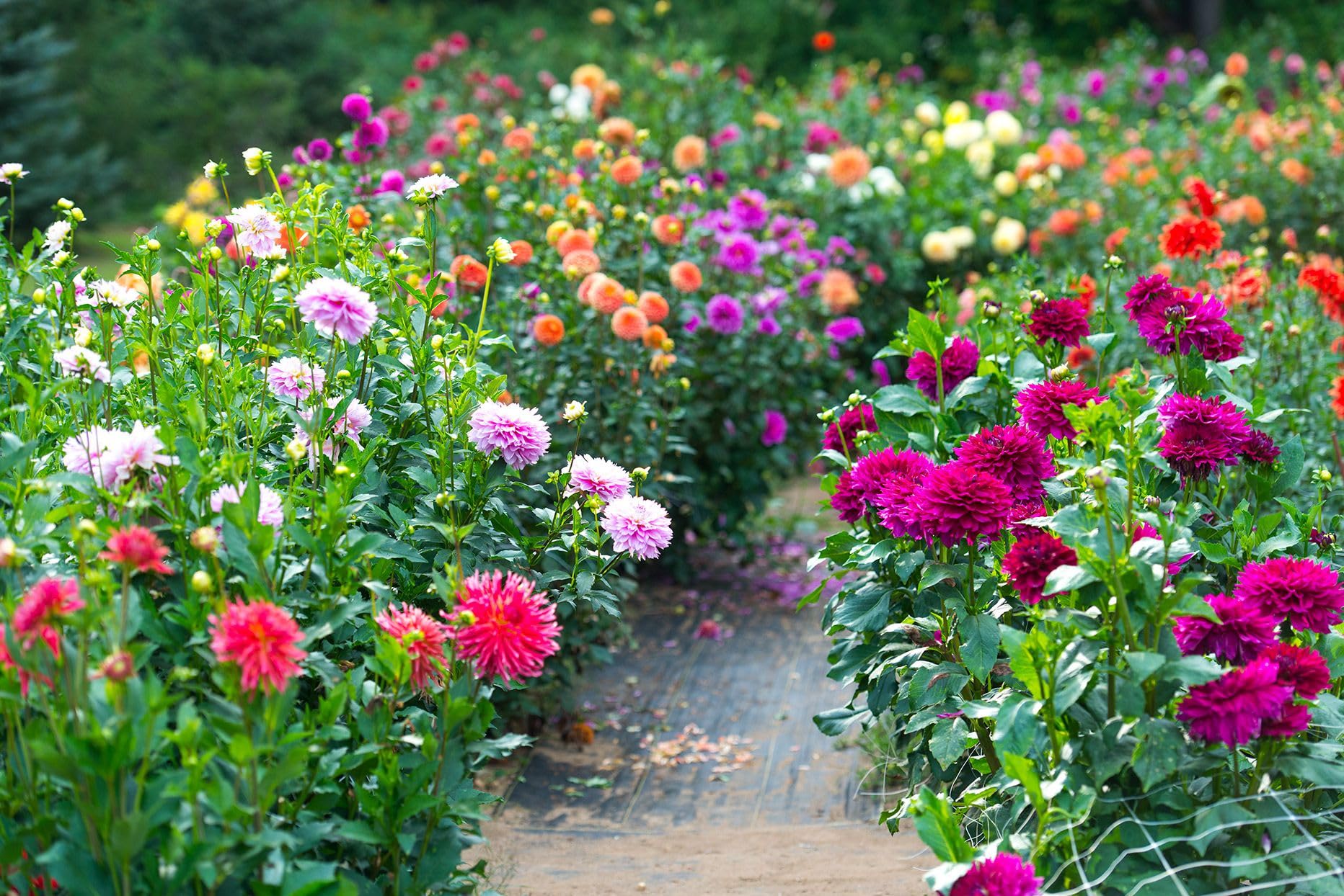 Dahlia Dahlia variabilis for planting in cutting garden