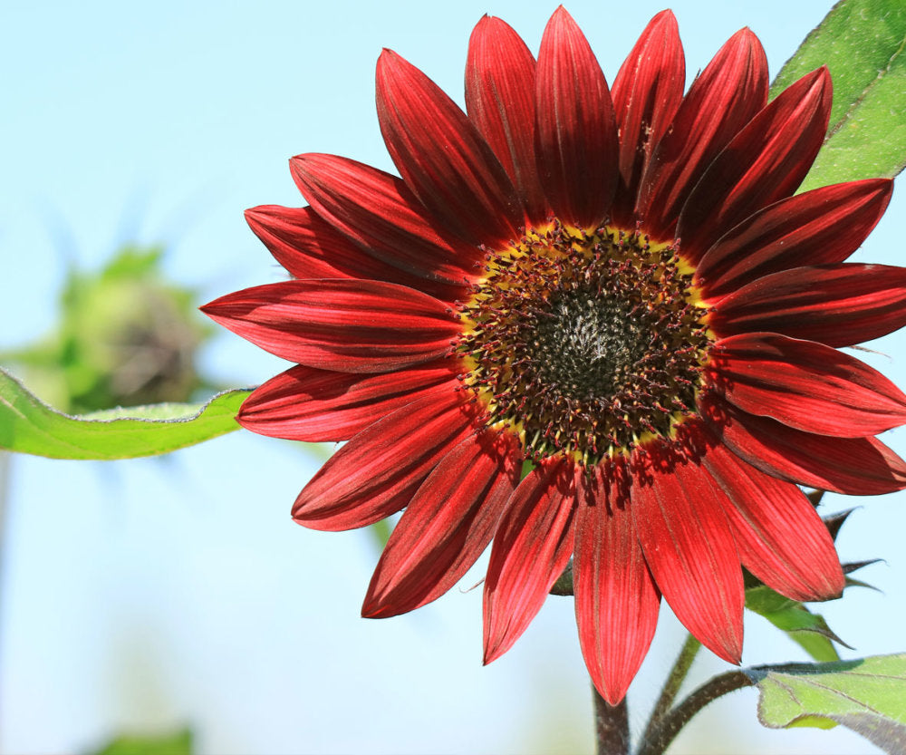 Burgundy SunFlower seeds for Planting - Low Maintenance, Heirloom & GMO Free Seeds for Home Garden