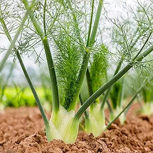 Fennel herb seeds for flavorful garden plants