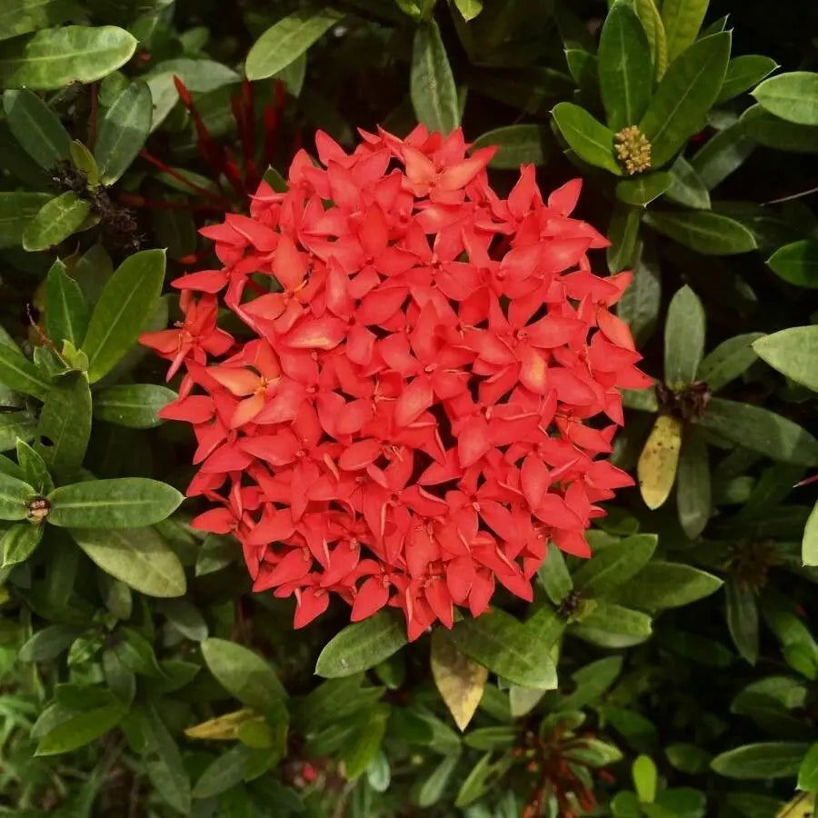 Passi Coccinea Flower seeds for Planting - Wildflower Mix, Heirloom & GMO Free Seeds for Home Garden