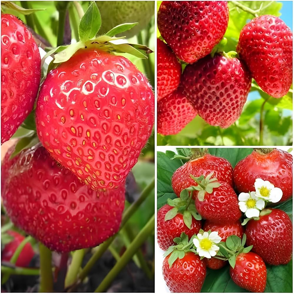 Strawberry Fruit Seeds Burgundy for Planting: High-Quality Seeds for Delicious Homegrown Strawberries