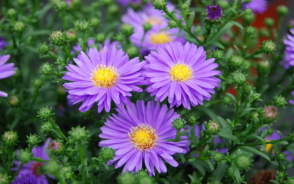 Aster Aster spp. Flower Seeds for Planting