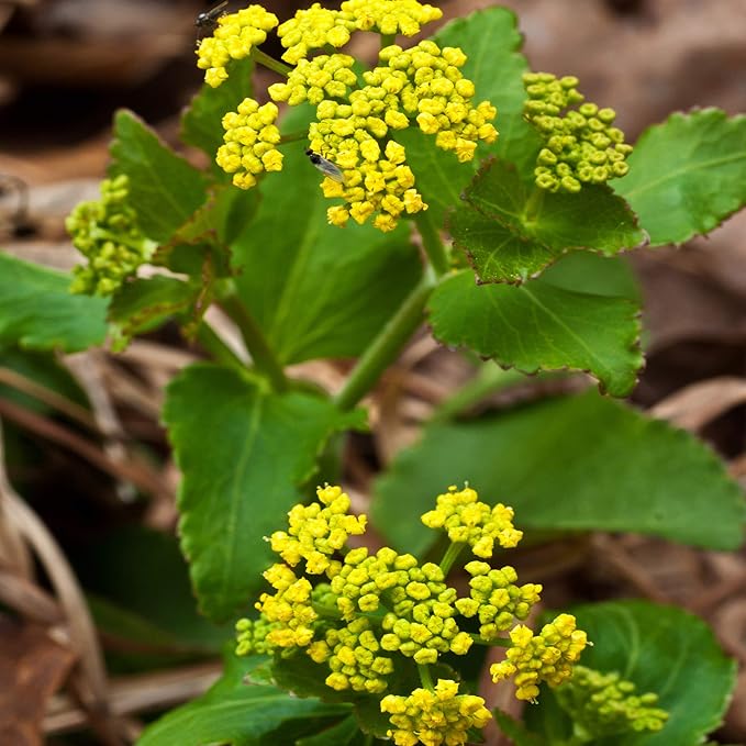 Zizia Aurea Zizia aurea Flower Seeds for Planting in Flower Bed