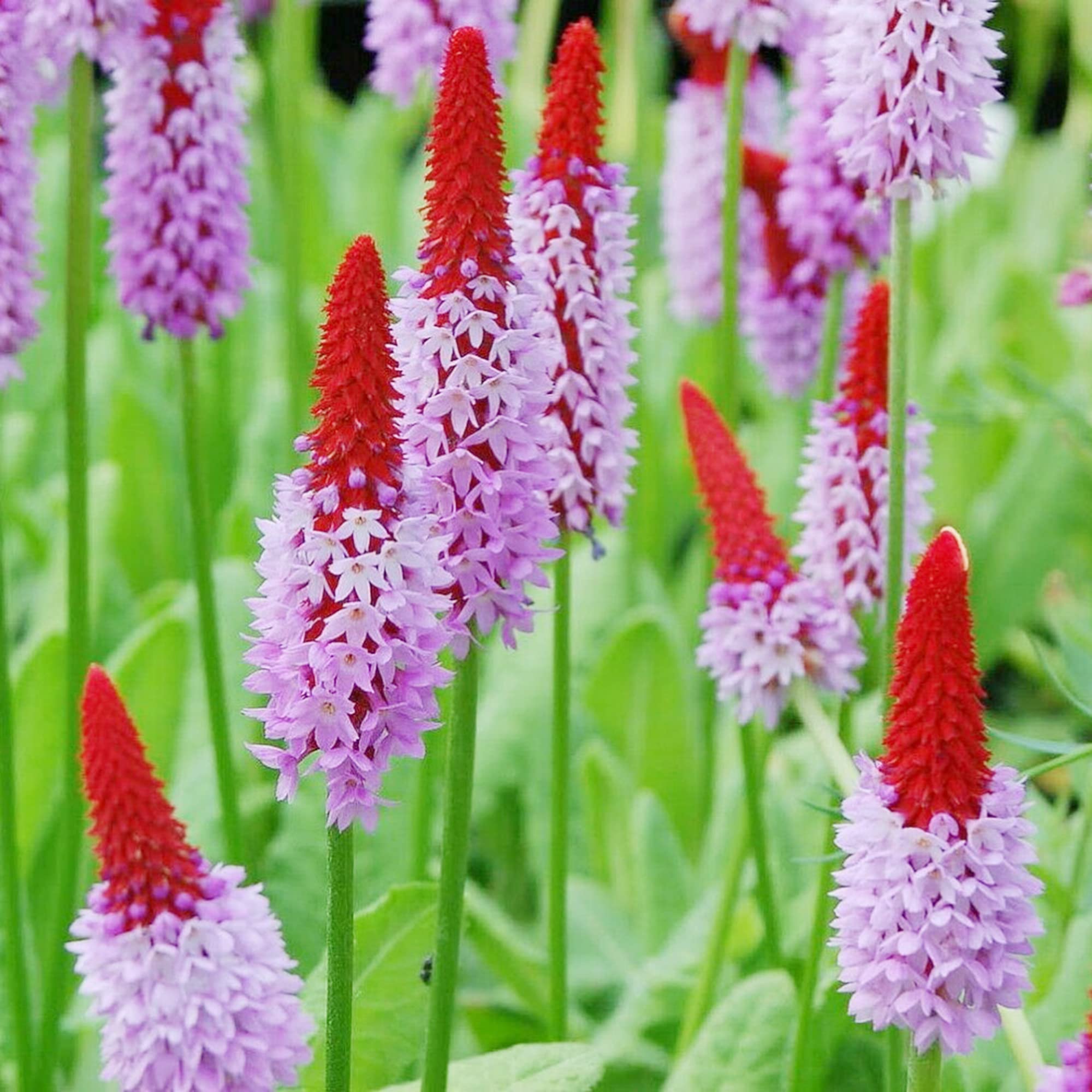 Orchid Primrose Primula spp. Flower Seeds for Planting in Flower Bed