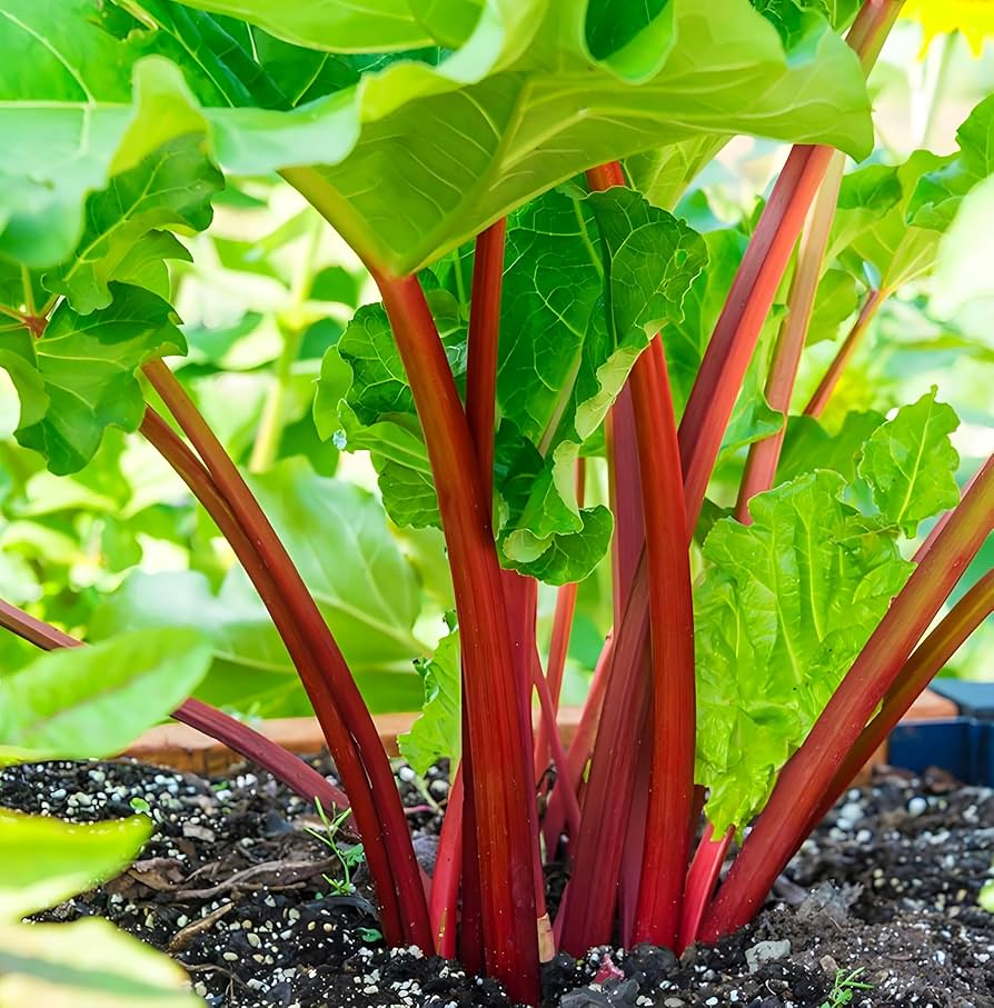Rhubarb Rheum rhabarbarum Plant Seeds for Planting