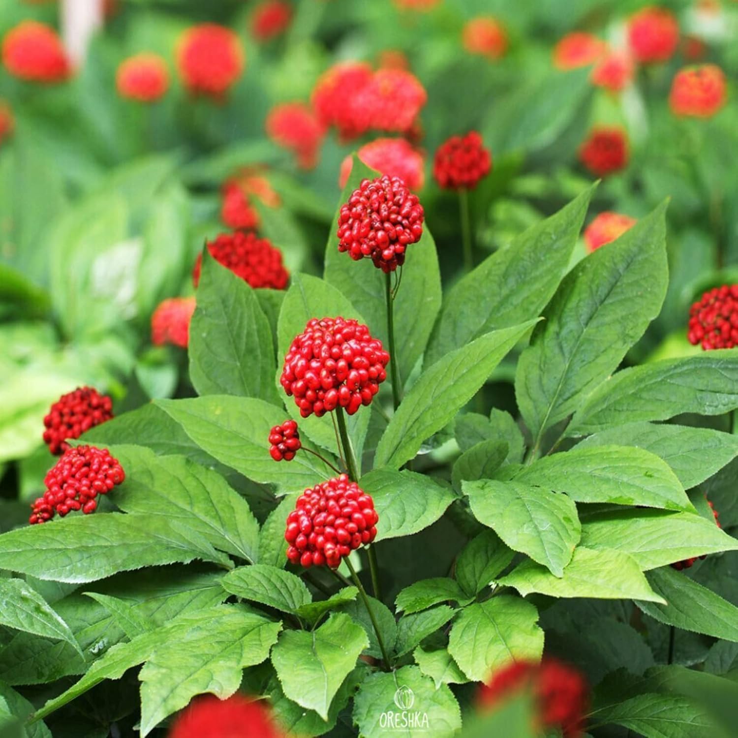 Korean Ginseng Seeds Panax Perennial Health Benefits Garden Beds Outdoor Border Herb Best Selling