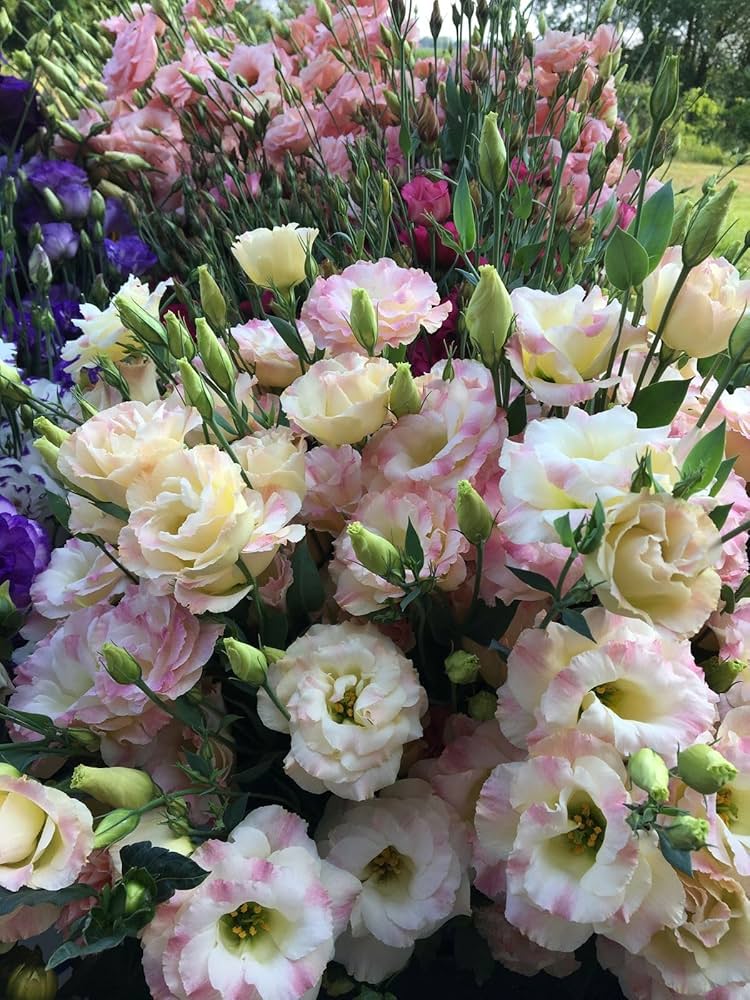 Lisianthus Seeds for Planting - Elegant Flowers for Home Garden & Flower Bed
