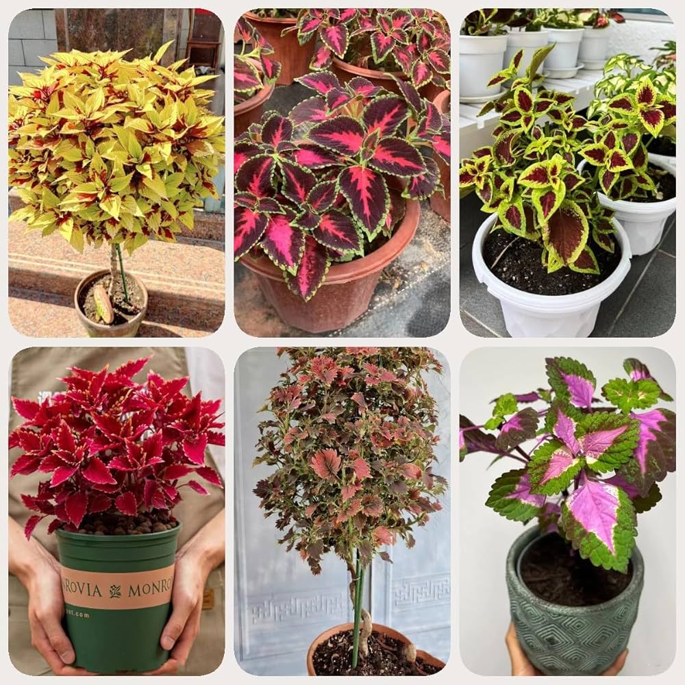 Bonsai Semi di Begonia Cortile Balcone Coleus Semi di Fiori