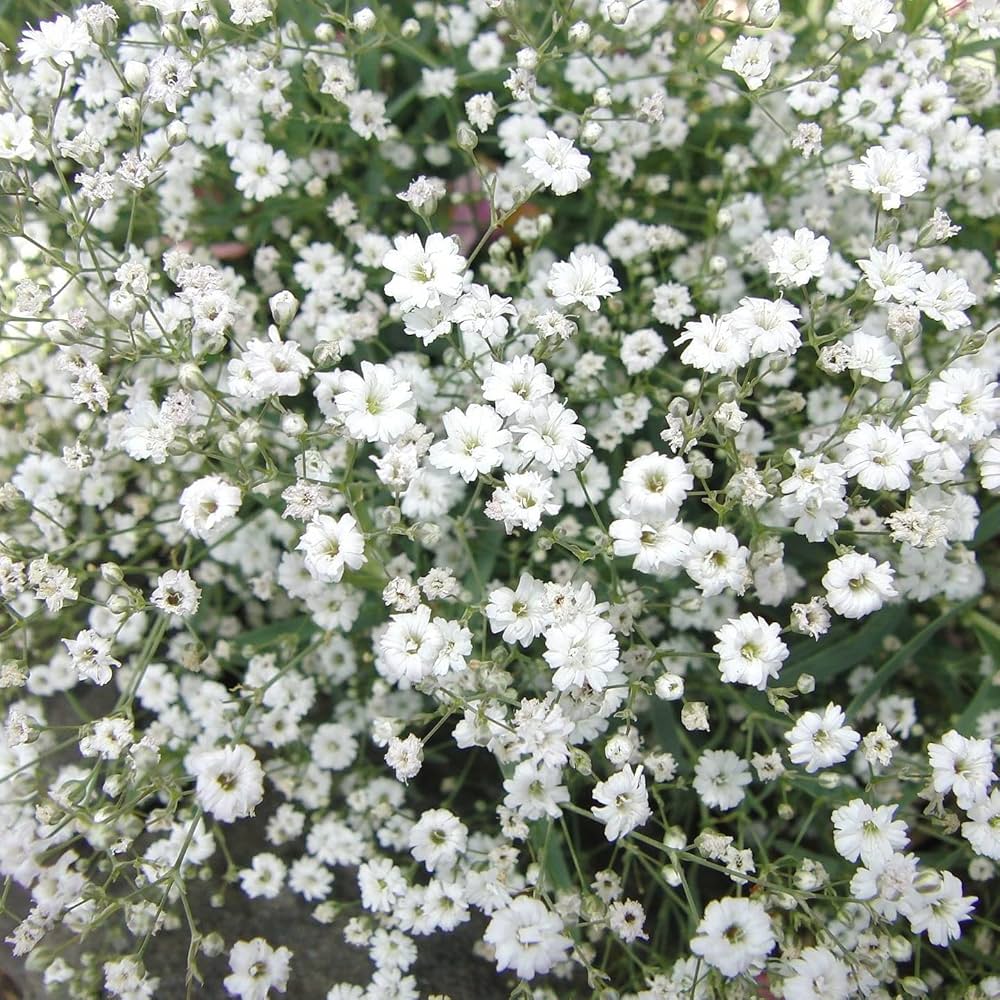 Gypsophila Paniculata Flower seeds for Planting - Long Bloom Season, Heirloom & GMO Free Seeds for Home Garden