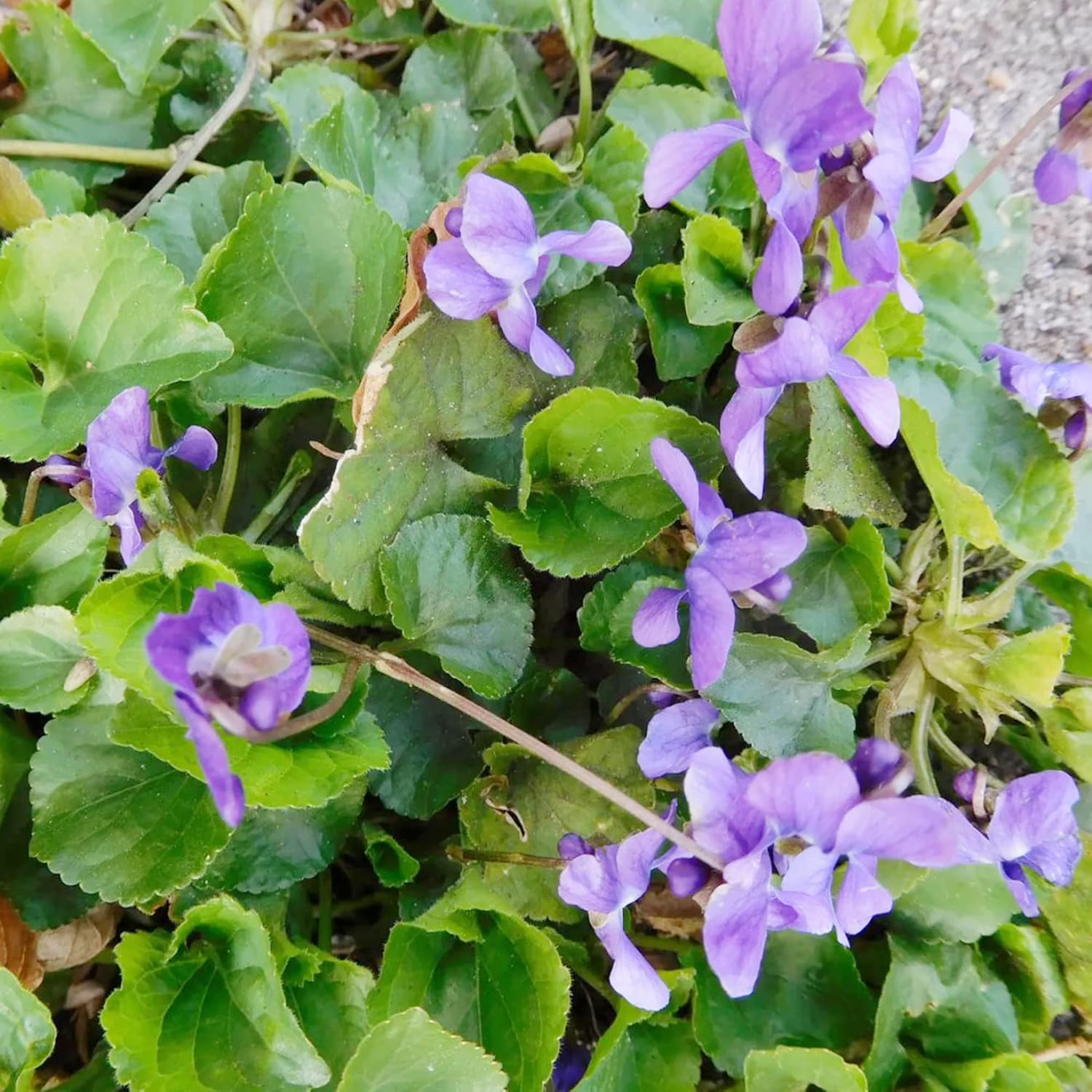 Viola Odorata ’Queen Charlotte’ Seeds Sweet Violet Fragrant Blooms And Unique Coloration