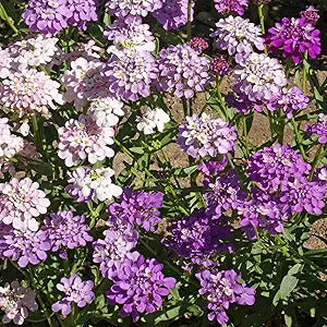 Globe Candytuft Seeds for Beautiful, White Candytuft Blooms