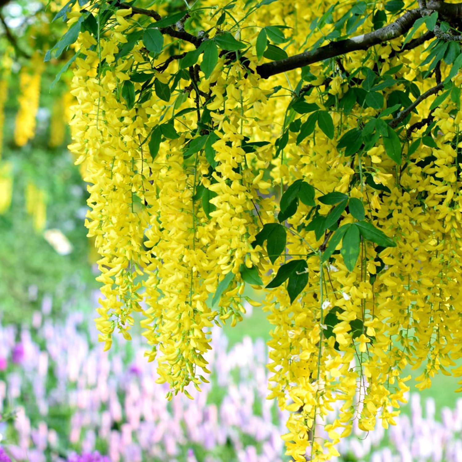 Yellow Wisteria Seeds Sinensis Climbing Woody Vine Fragrant Blooms Ornamental Plant In Gardens And